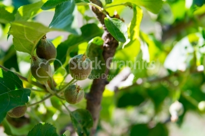 Fig tree with fruits