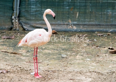 Flamingo