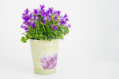 Flower bouquet in pot