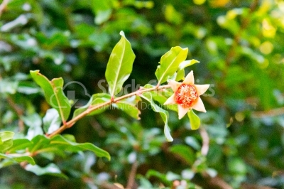 Flower of pomegranate tree