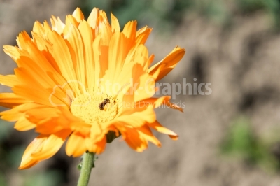 Flower pollinated by a bee