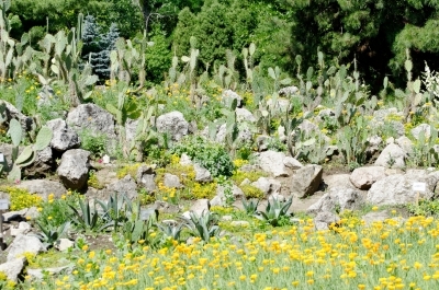 Flowers at botanical garden