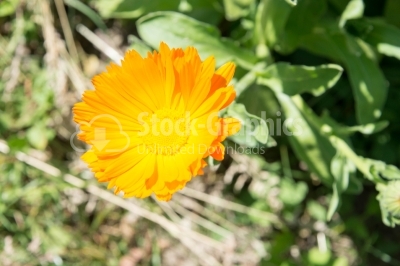 Flowers of daisy in garden
