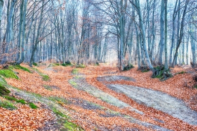 Footpath winding through colorful forest
