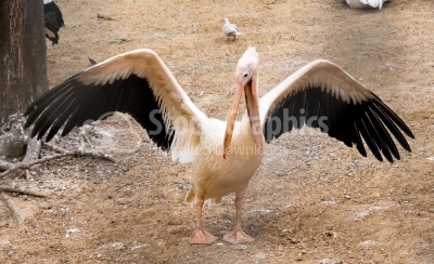 Funny Pelican