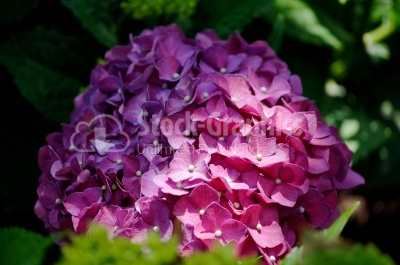 Garden flowers - Hydrangea