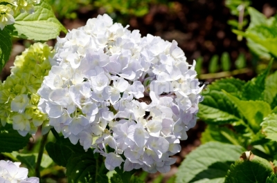 Garden flowers - Hydrangea