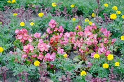 Garden flowers