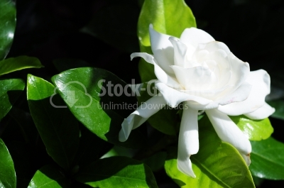 Gardenia - in Bloom Close Up