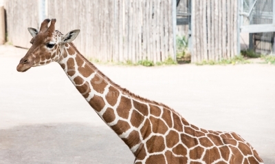 Giraffe in zoo garden