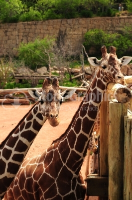 Giraffes, big family graze in the nature reserve, wildlife anima