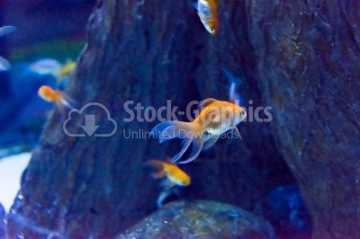 Gold fish next to a water plant