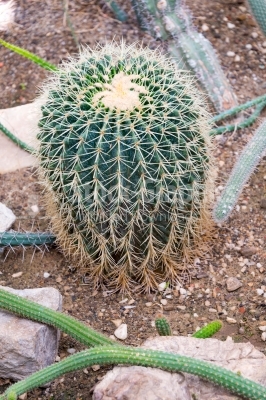 Golden Barrel Cactus full of thorns