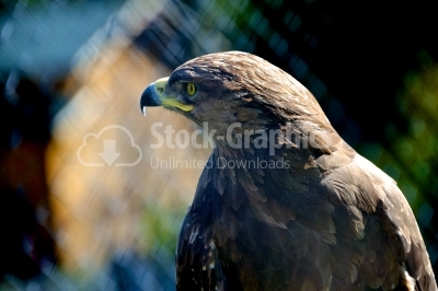 Golden eagle held in captivity