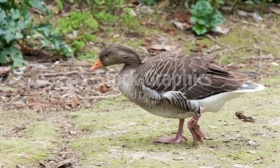 Goose