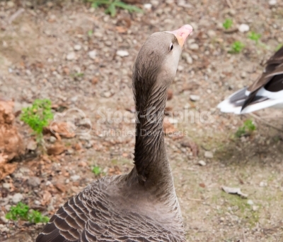 Goose view from the top