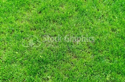 Grass - Stock Image