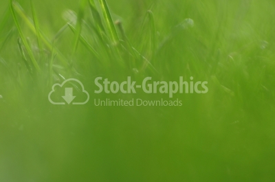 Grass background - Stock Image