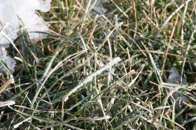Grass covered with hoarfrost 