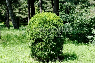 Green bush