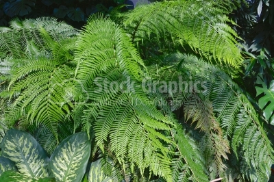 Green fern thicket in forest background