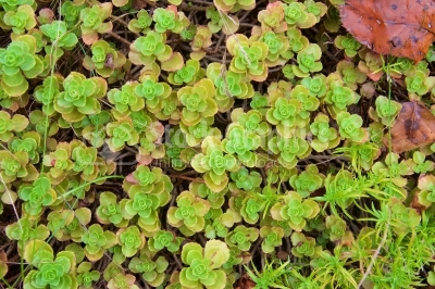Green herbal texture