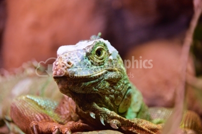 Green iguana (Iguana iguana rhinolopha)