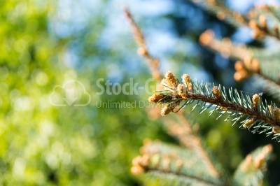 Green pine branch close-up