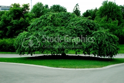 Green tree in park
