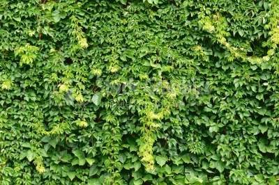 Green wall around the fence