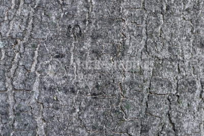Grey tree bark texture