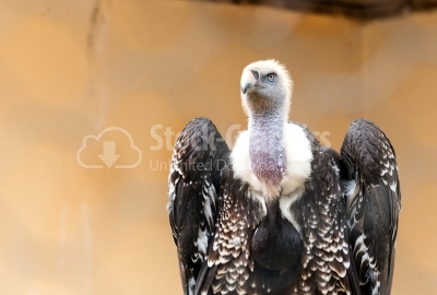 Griffon vulture