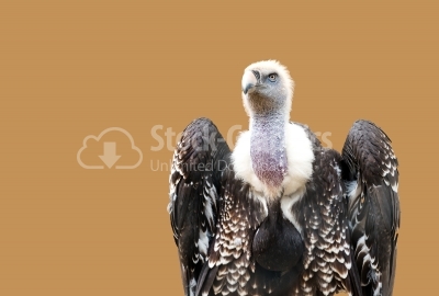 Griffon vulture