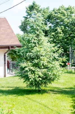 Group of white fir-tree and different trees next to a building