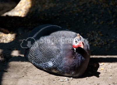 Guineafowl are birds of the family Numididae in the order Gallif