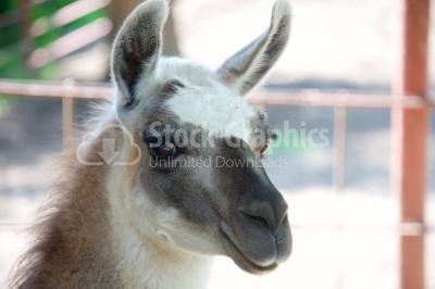 Headshot of a nice lama