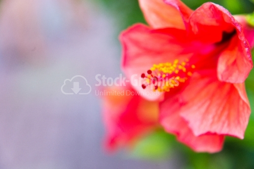 Hibiscus Flower-Head at Tropical Climate