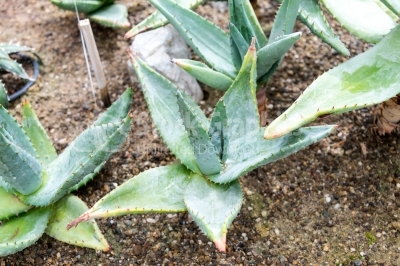 High Angle Agave Plants