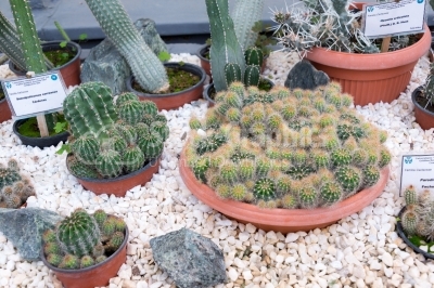 High Angle View of different species of cacti 