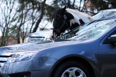 Horse in cars park
