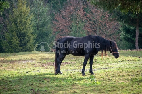 Horse in the nature, horseback riding
