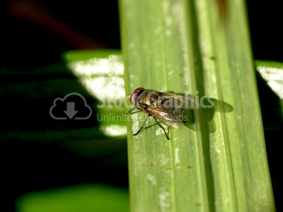 Housefly on the leaf - Stock Image