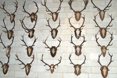Hunter room with a lot of deer trophies - Stock Image
