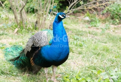 Image of peacock male bird, standing on green garden lawn
