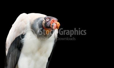 King Vulture