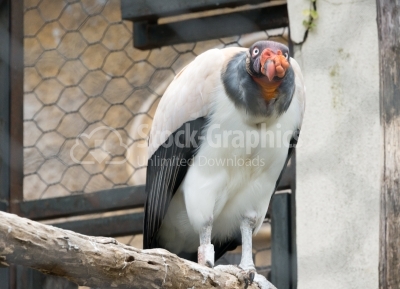 King Vulture