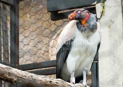 King Vulture Side View