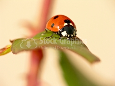 Ladybug on rosemary - Stock Image