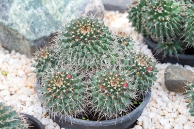 Large Barrel Cactuses in a flower pot 