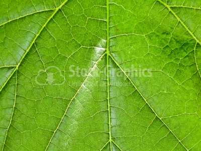 Leaf surface - Stock Image